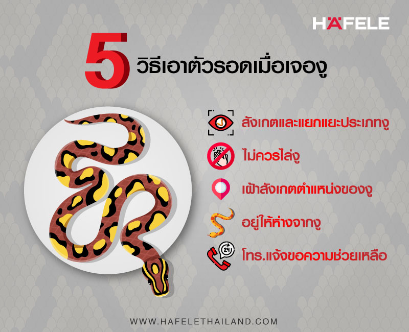 5 วิธีเอาตัวรอดเมื่อเจองู